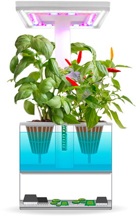 Indoor Hydroponic Garden System