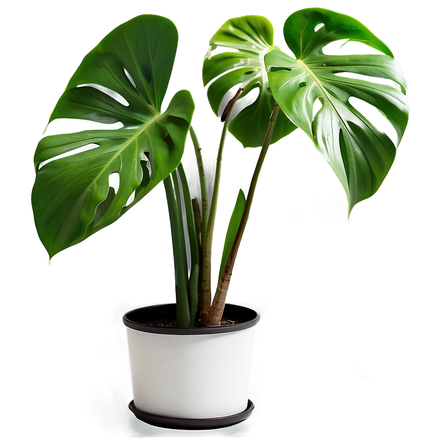 Indoor Monstera Plant Png 18