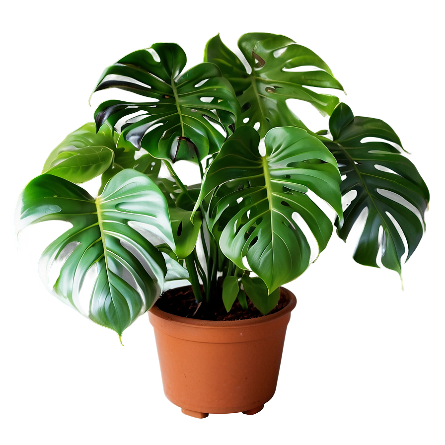 Indoor Monstera Plant Png Dnh