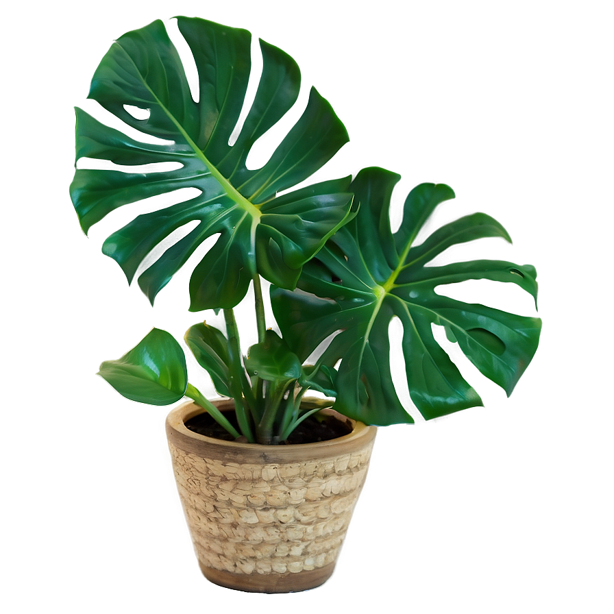 Indoor Monstera Plant Png Woy