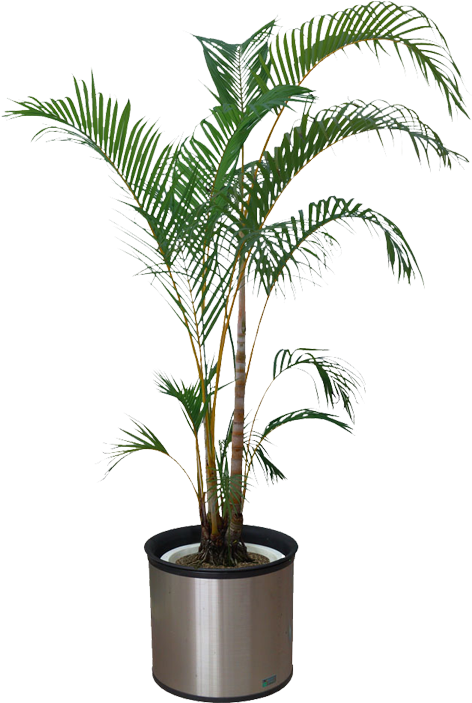 Indoor Palm Plantin Silver Pot