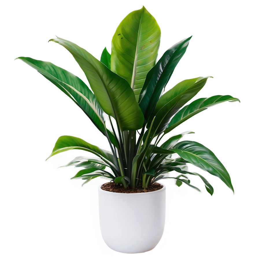 Indoor Plants In Office Png Axh57