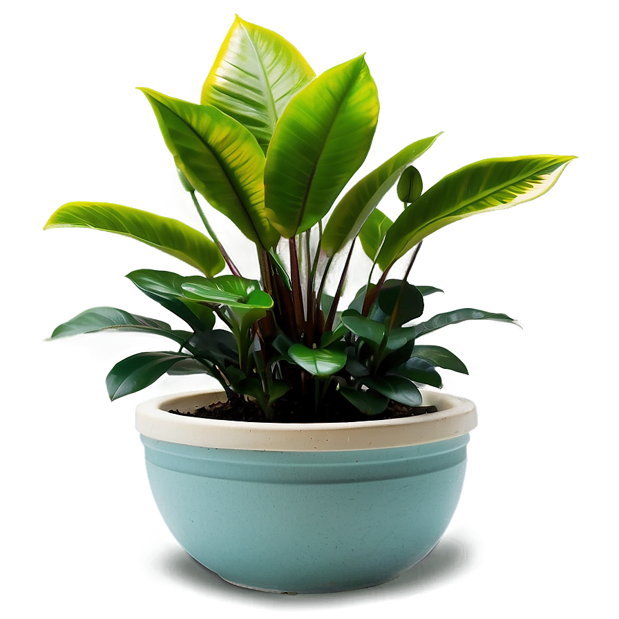 Indoor Plants Png 05042024