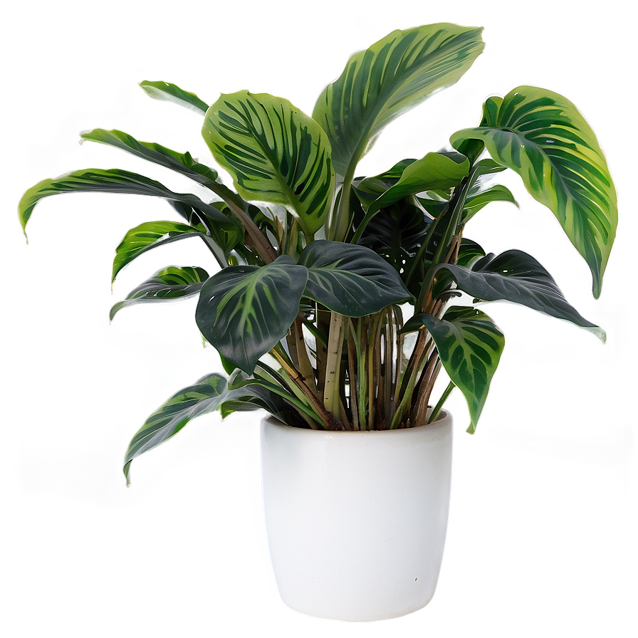 Indoor Plants Png Lrv57