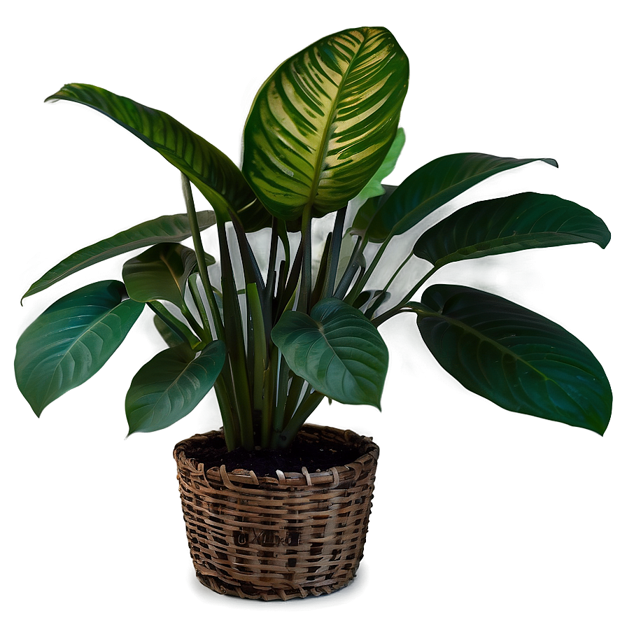 Indoor Plants With Big Leaves Png 40