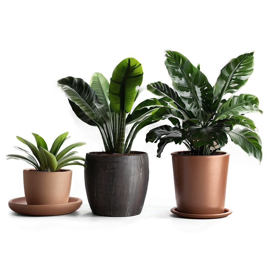 Indoor Potted Plants Png 61