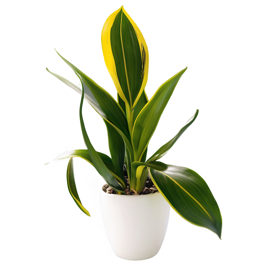 Indoor Snake Plant Png Ehc46