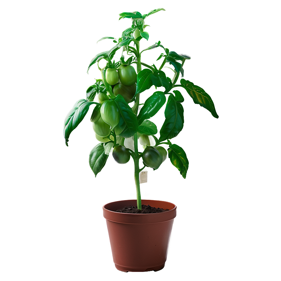 Indoor Tomato Plant Png Erb