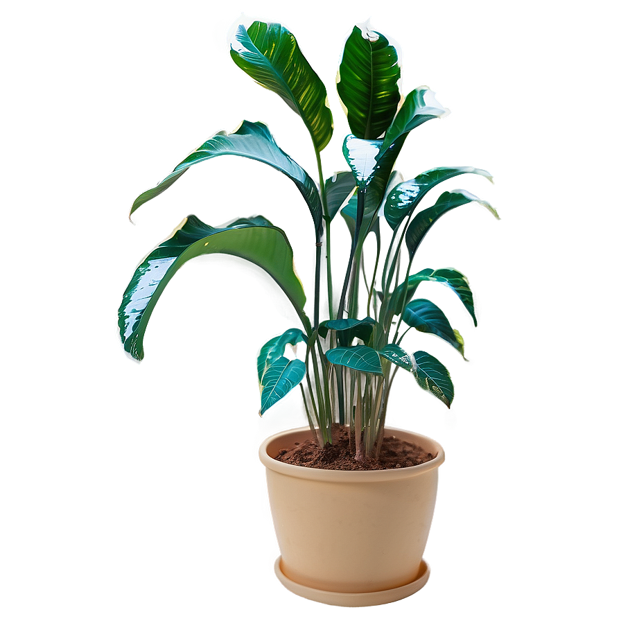 Indoor Winter Plants Png 34