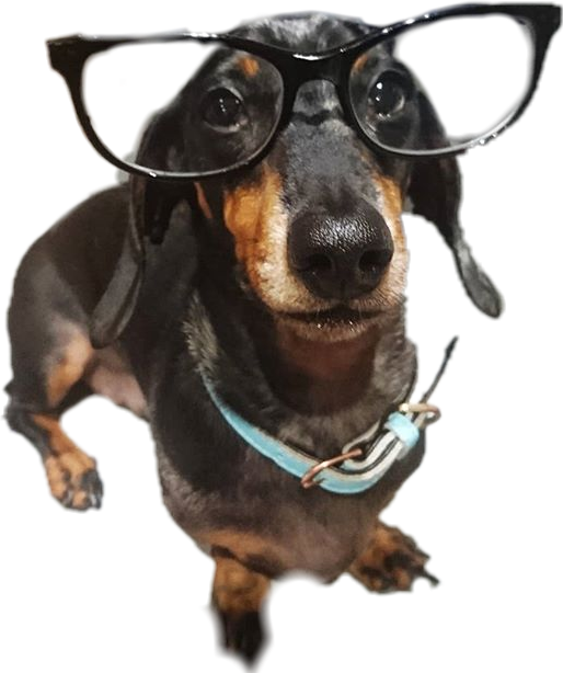 Intelligent Looking Dachshundwith Glasses