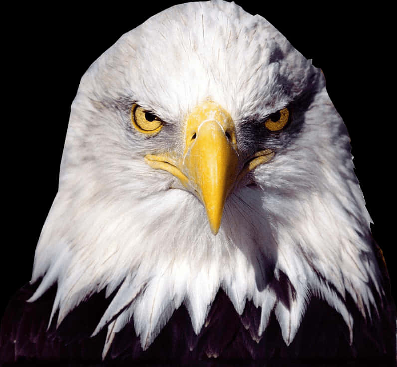 Intense_ Bald_ Eagle_ Closeup.jpg