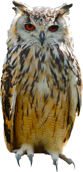 Intense Eyed Owl Portrait