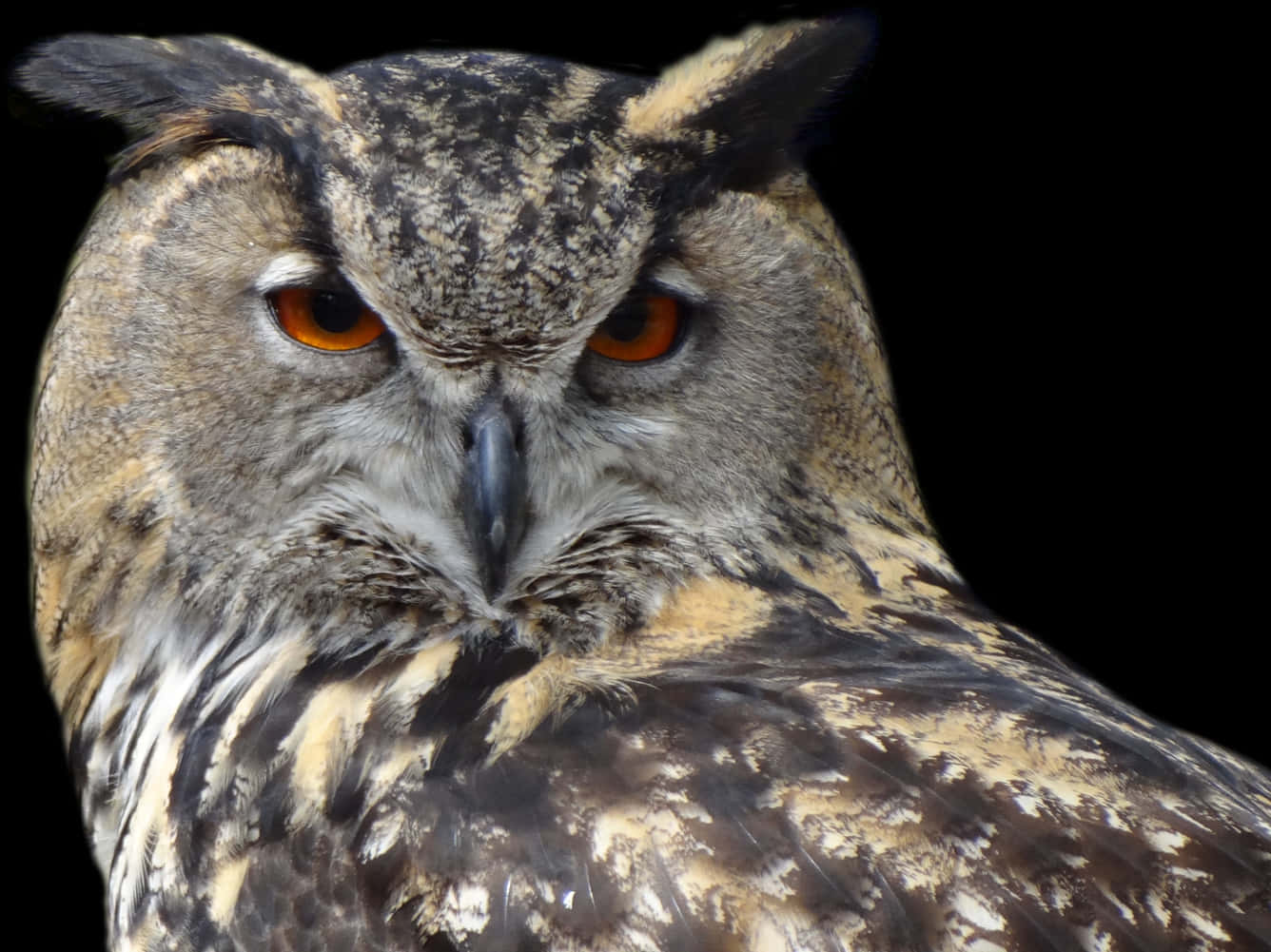 Intense Eyed Owl Portrait