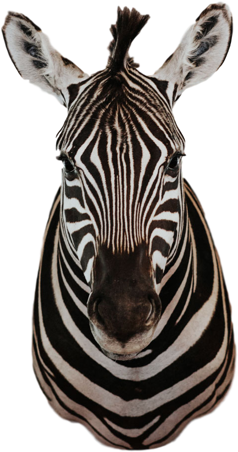 Intense Gaze Zebra Portrait