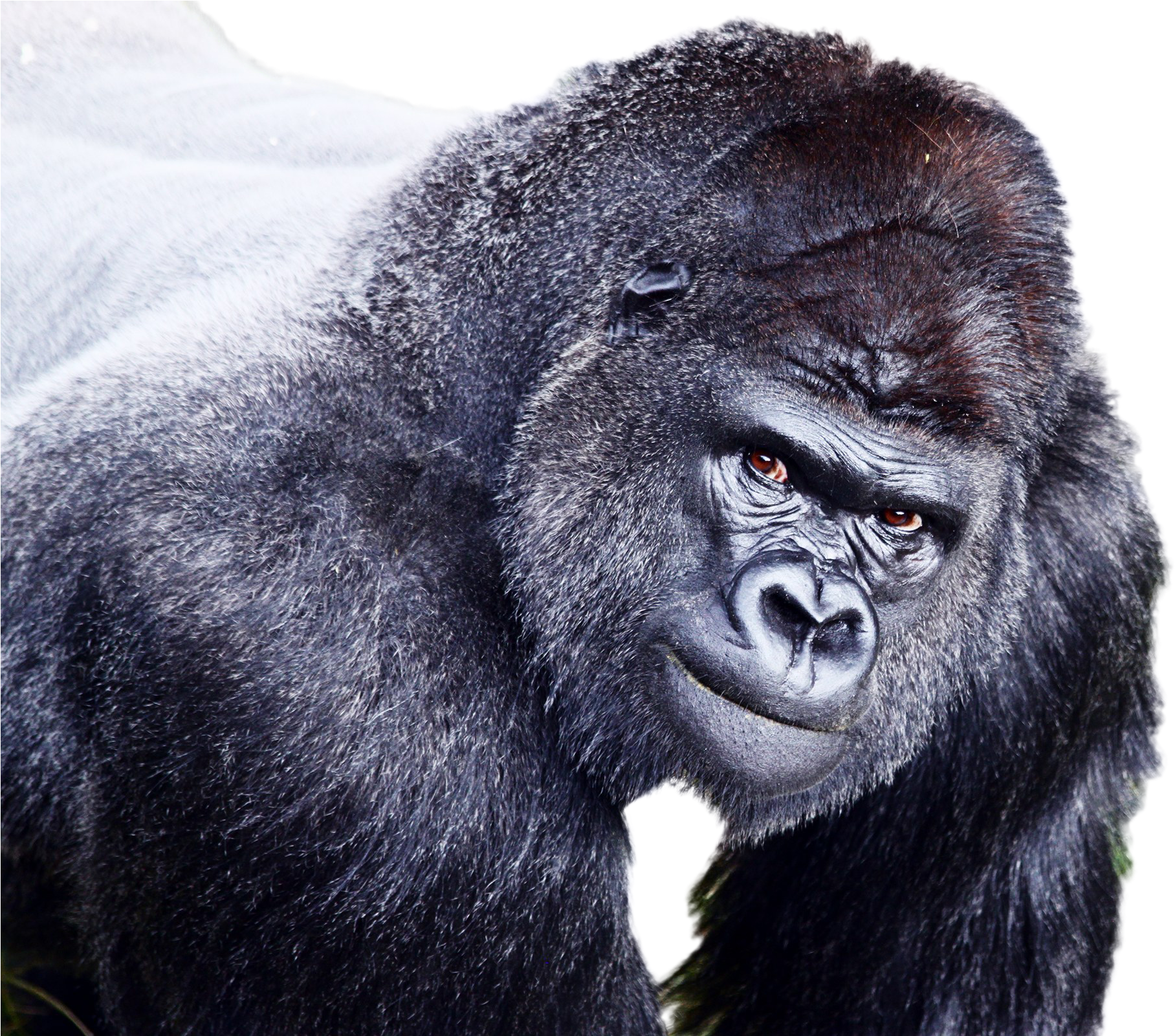 Intense Gorilla Portrait