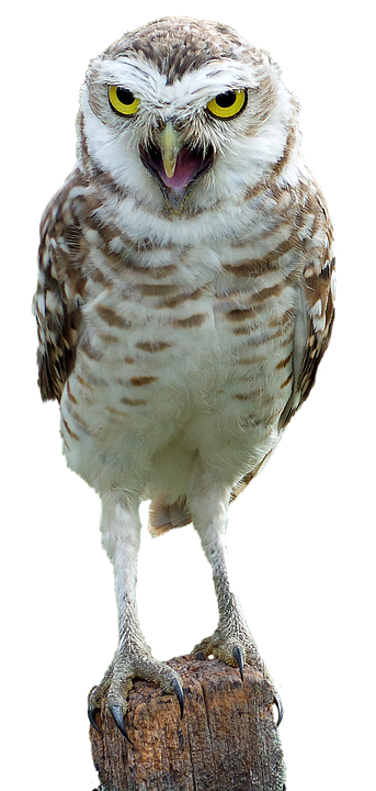 Intense Yellow Eyed Owl