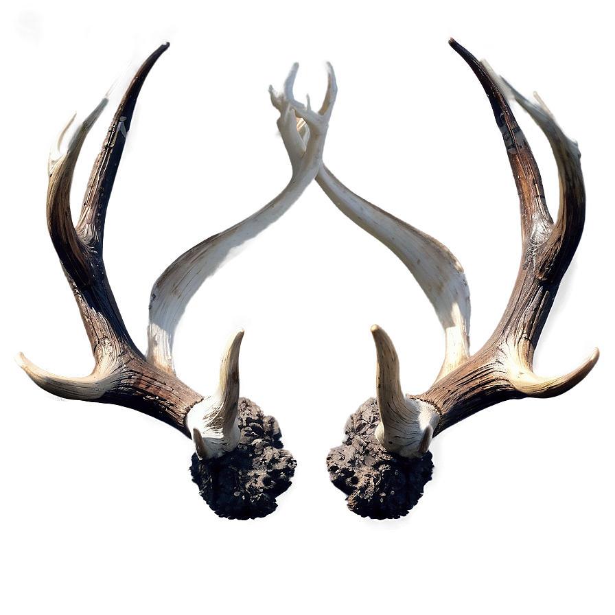 Intricate Antler Display Png 70