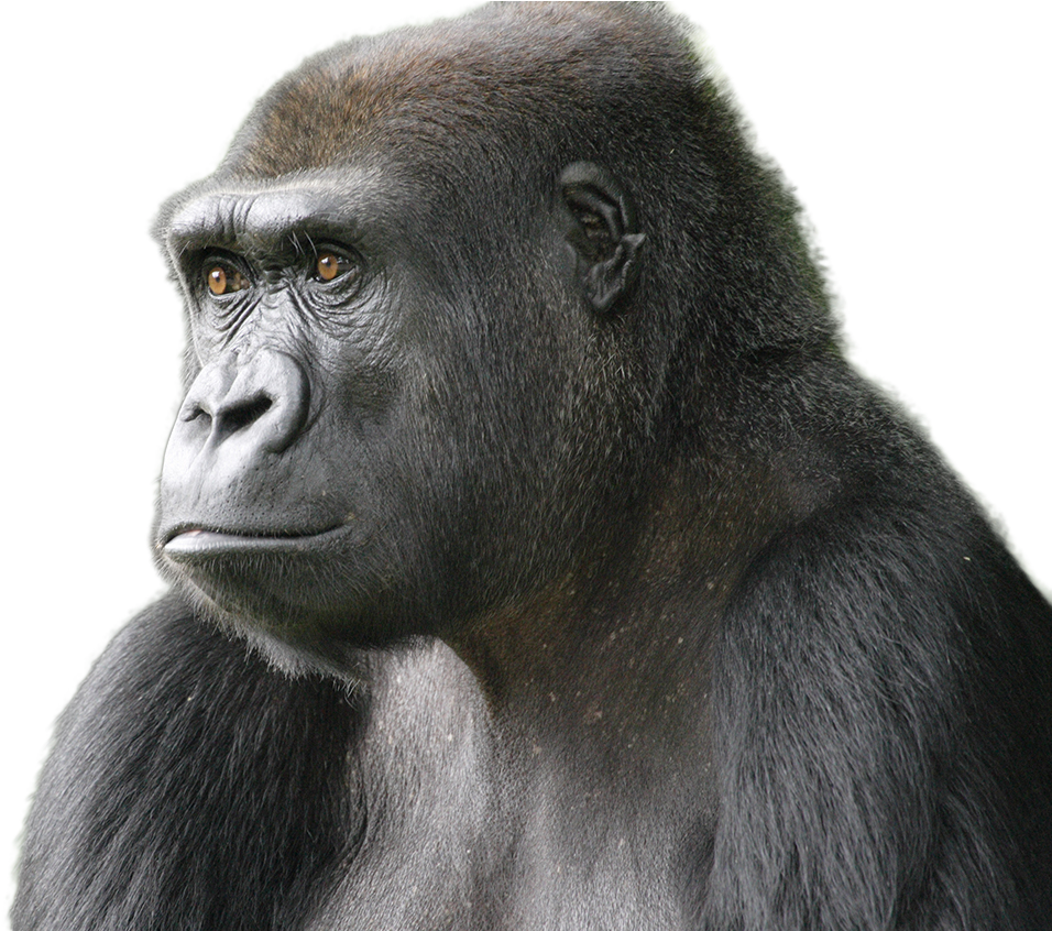 Introspective Gorilla Portrait