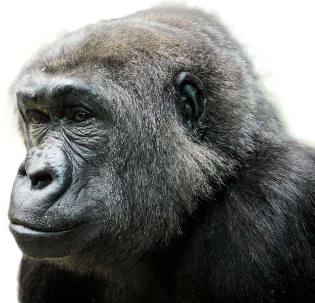 Introspective Gorilla Portrait