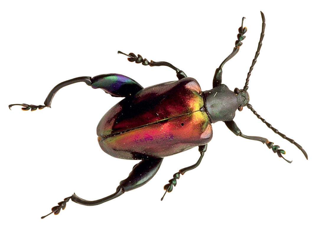 Iridescent Beetle Specimen