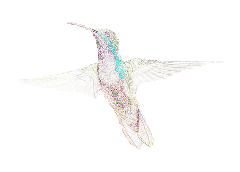 Iridescent Hummingbird In Flight