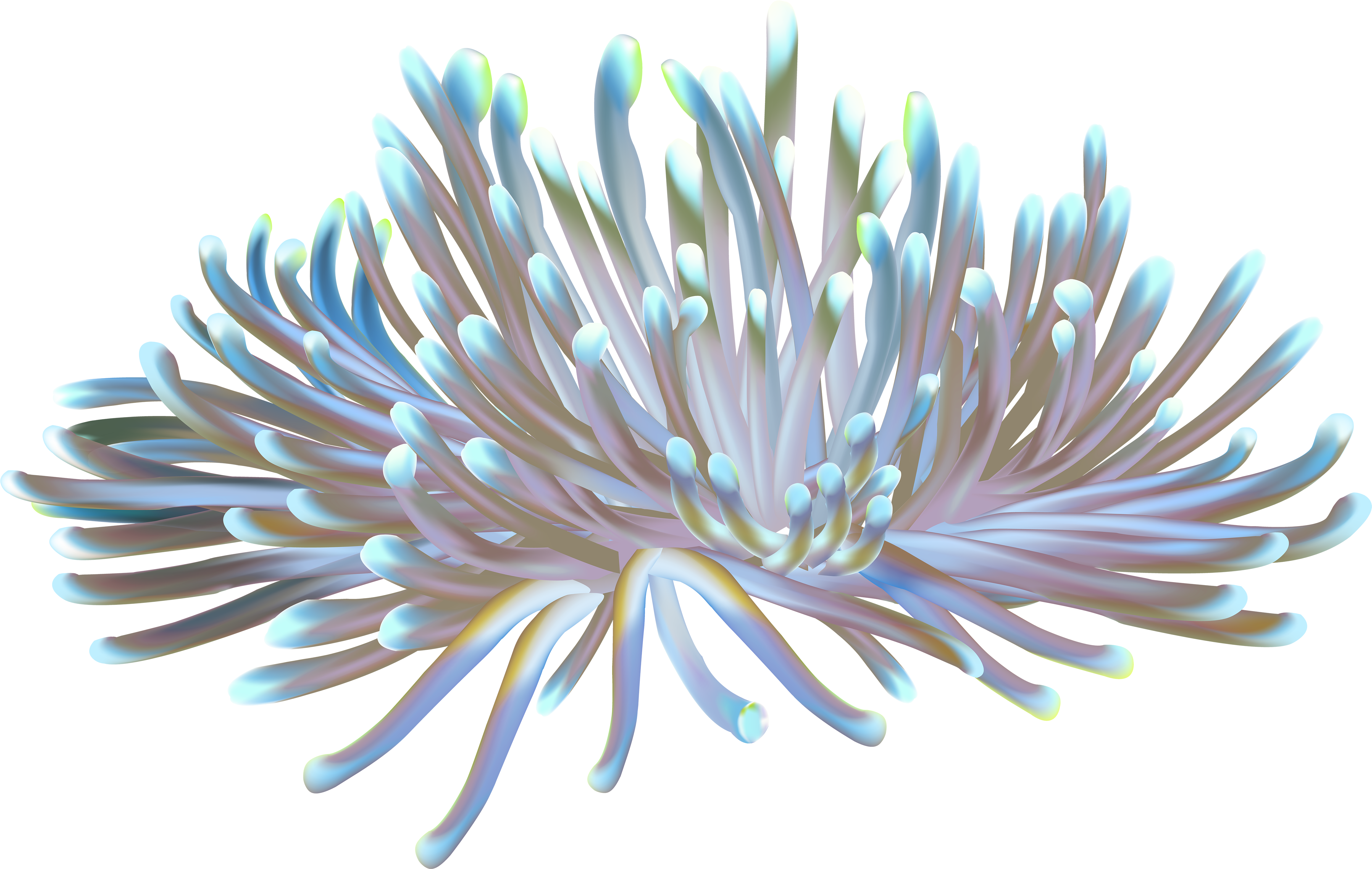 Iridescent Sea Anemone