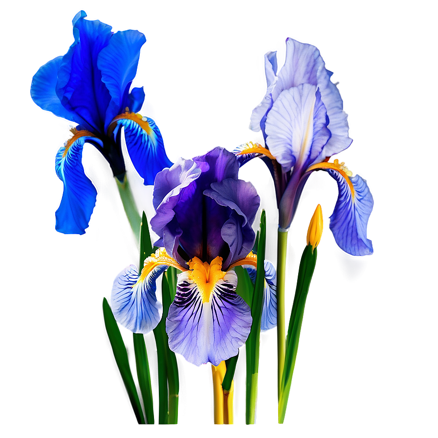 Iris Flower Bush Png 60