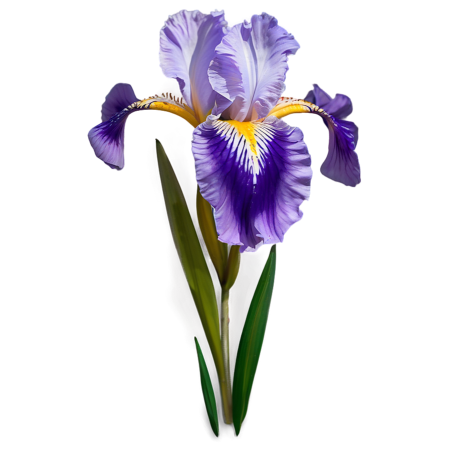 Iris Flower Decal Design Png 06272024