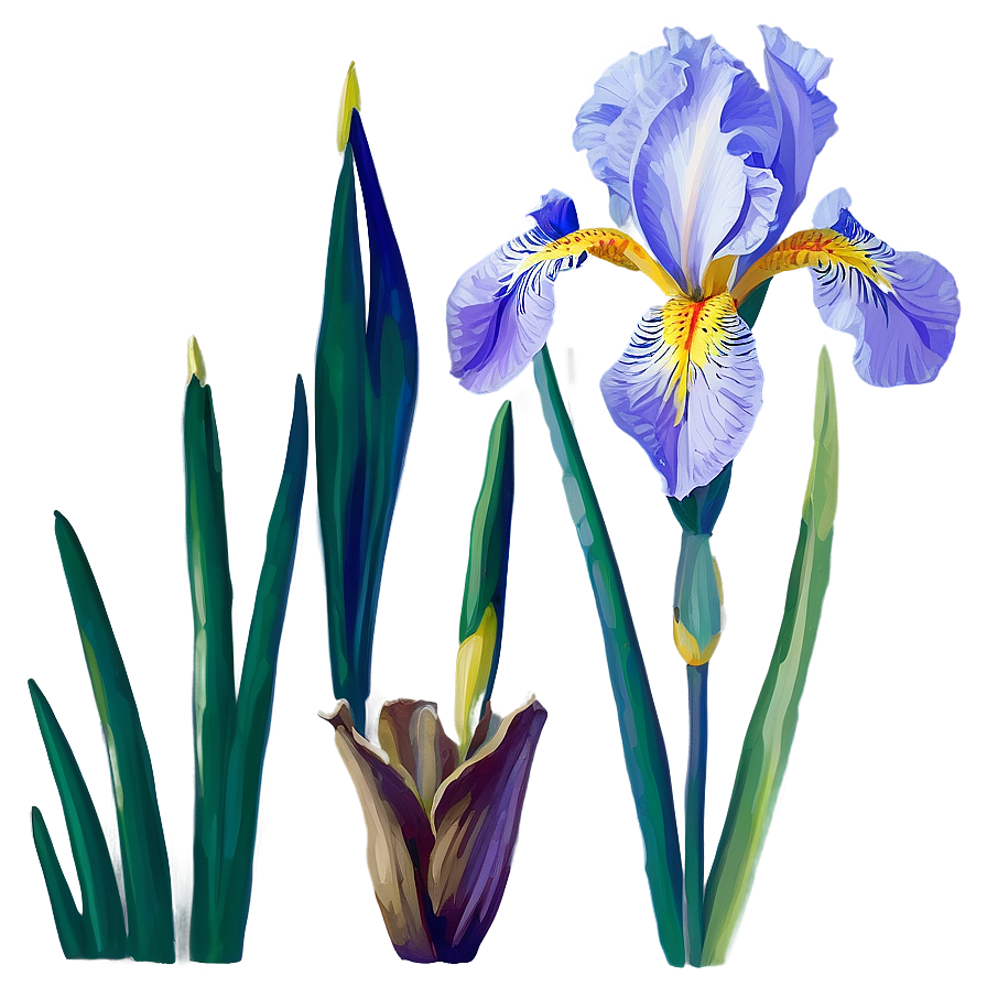 Iris Flower Transparent Png 05252024