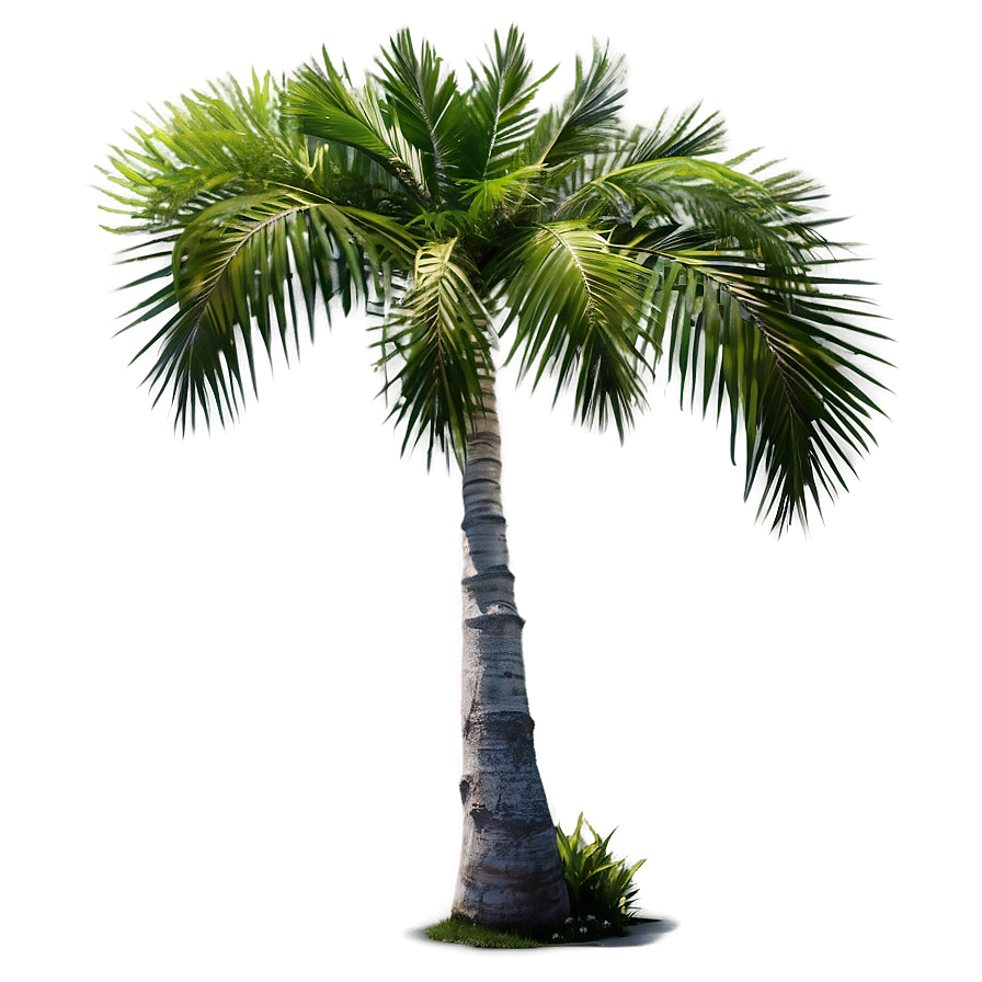 Island Palm Trees Png Kch31