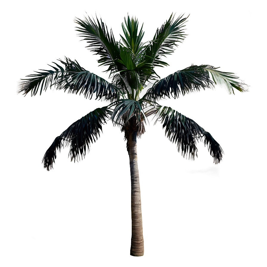 Isolated Black Palm Tree Png Bdc32