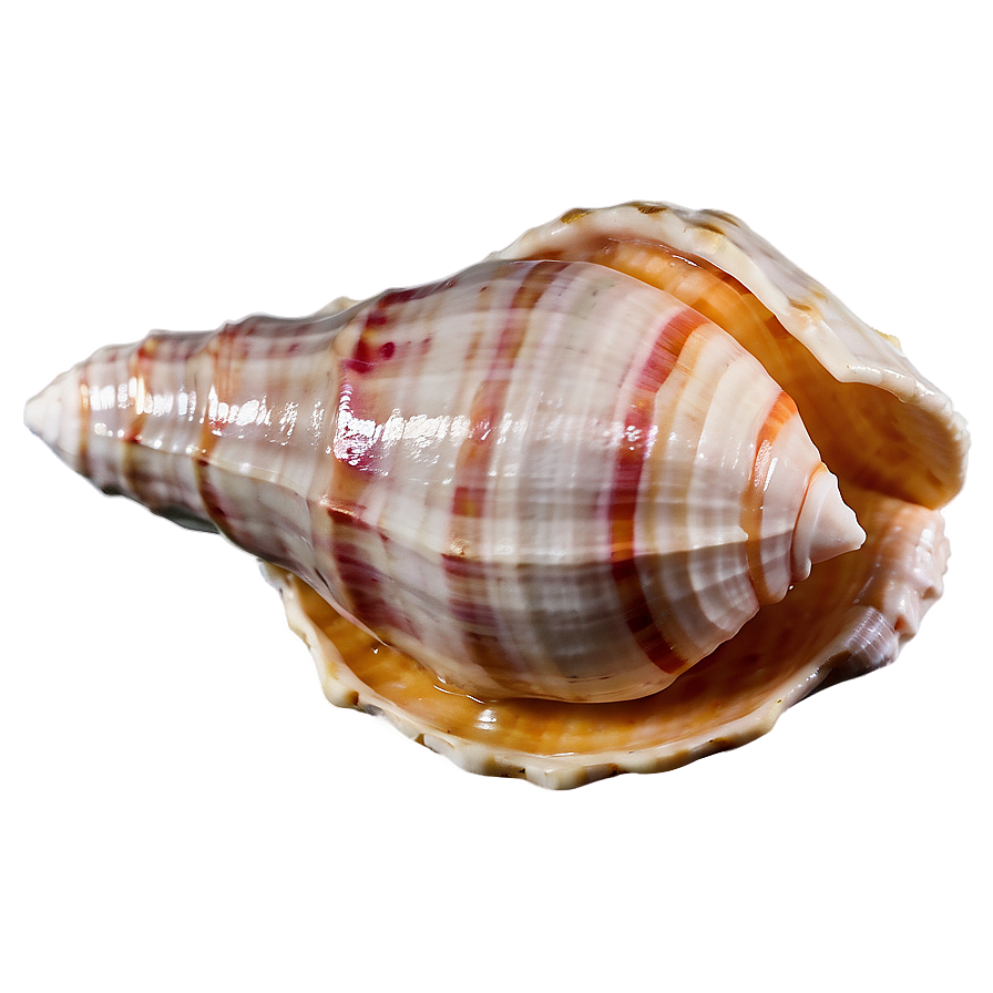 Isolated Conch Shell Image Png 06132024