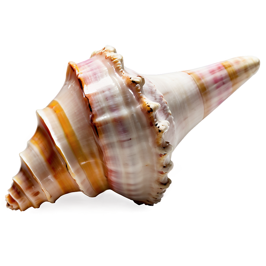 Isolated Conch Shell Image Png 87