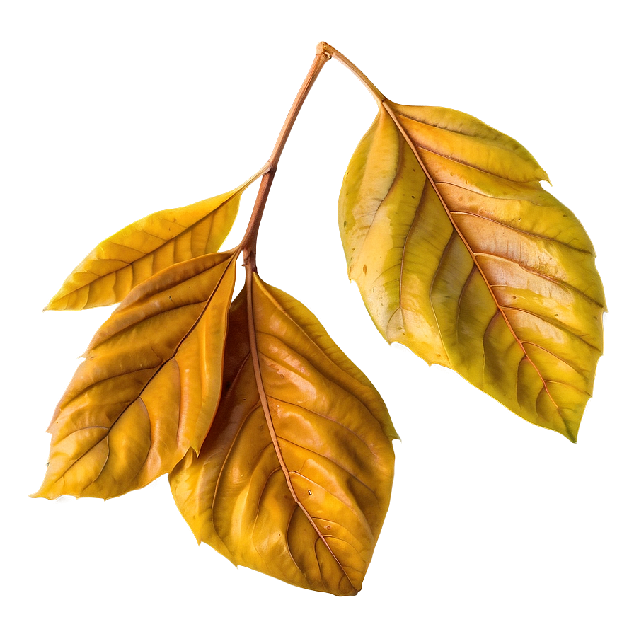 Isolated Fall Leaf Png 05252024