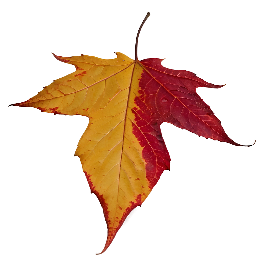 Isolated Fallen Leaf Png 48