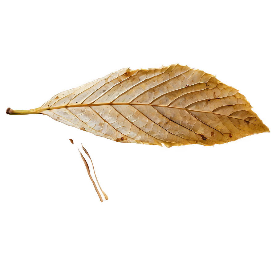 Isolated Fallen Leaf Png Jqw58