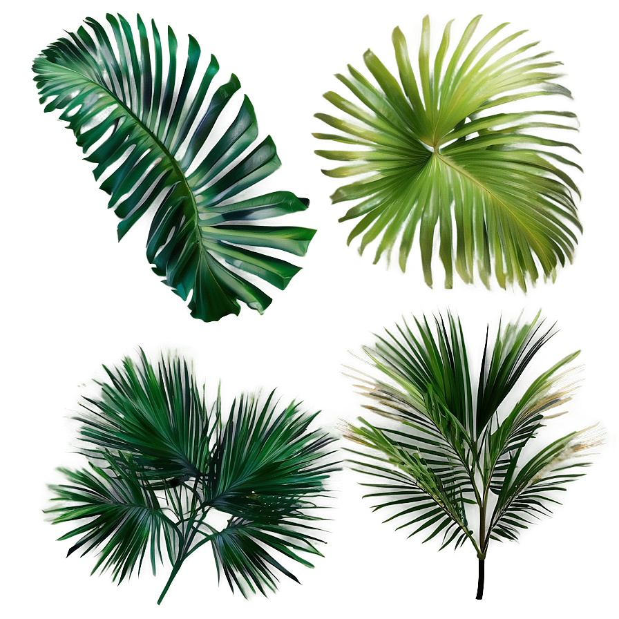 Isolated Palm Leaves Png Nxj63