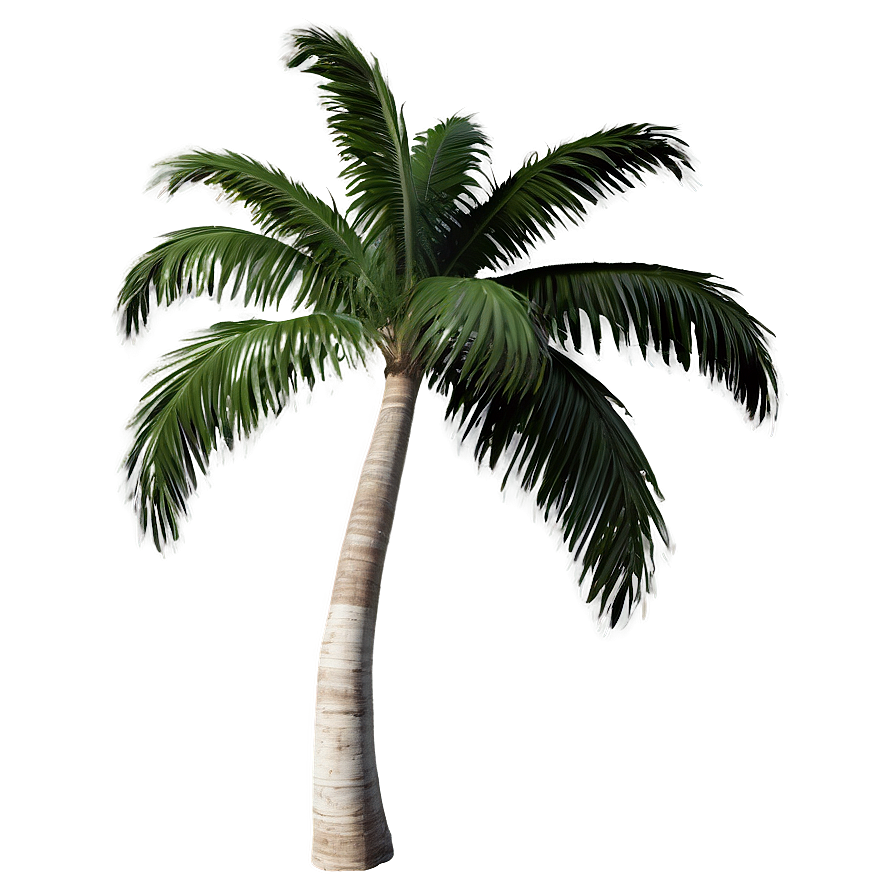 Isolated Palm Tree Png 49