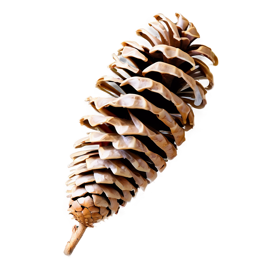 Isolated Pine Cone Png 62