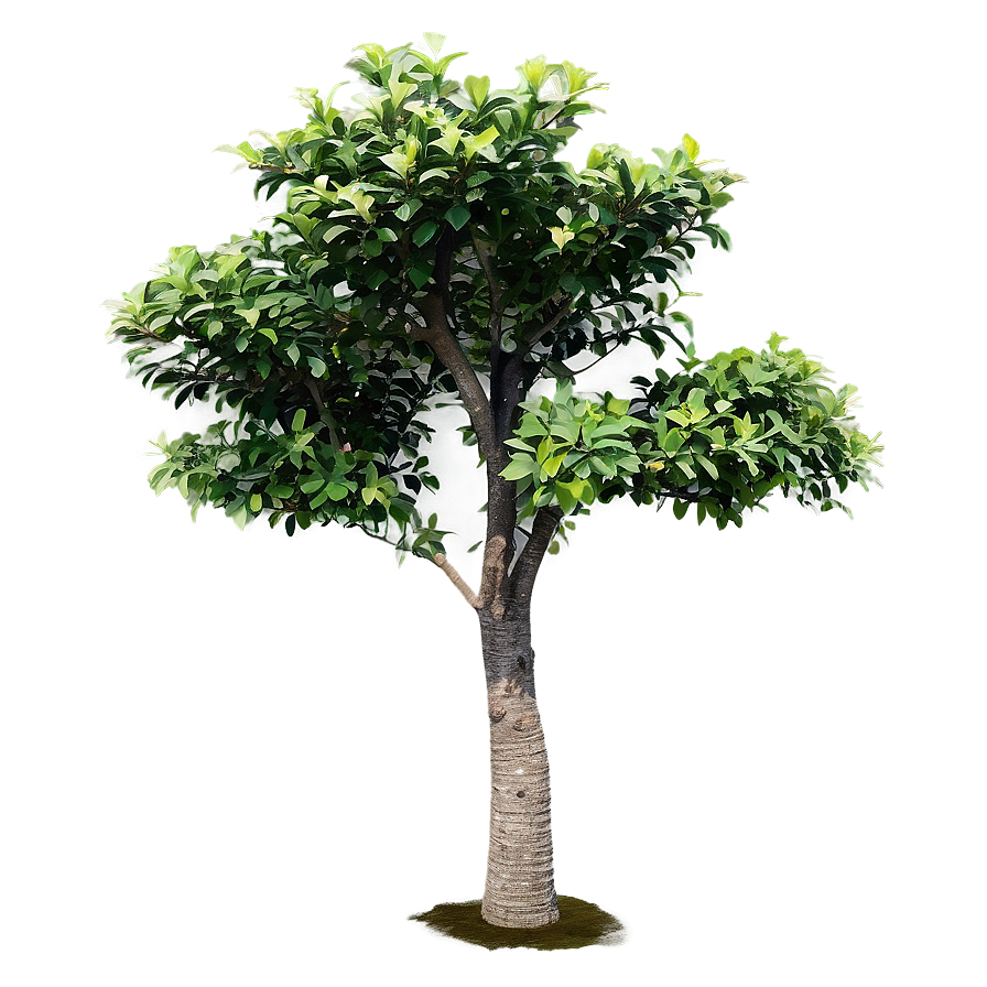 Isolated Small Tree Png 06132024