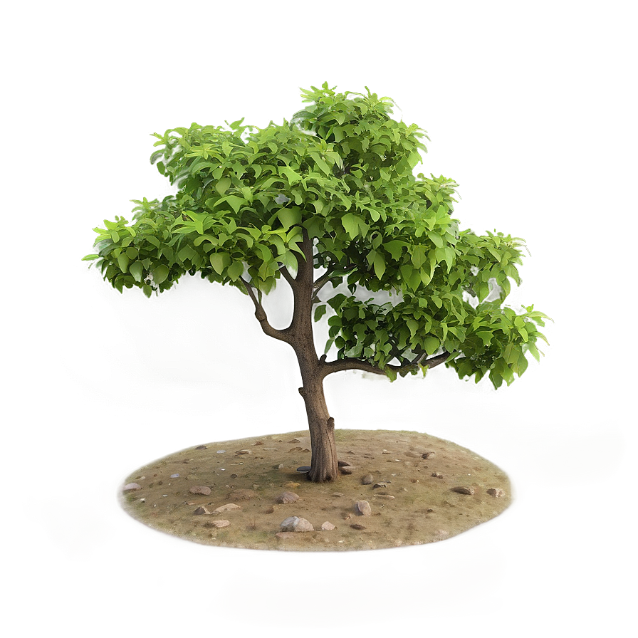 Isolated Small Tree Png 06132024