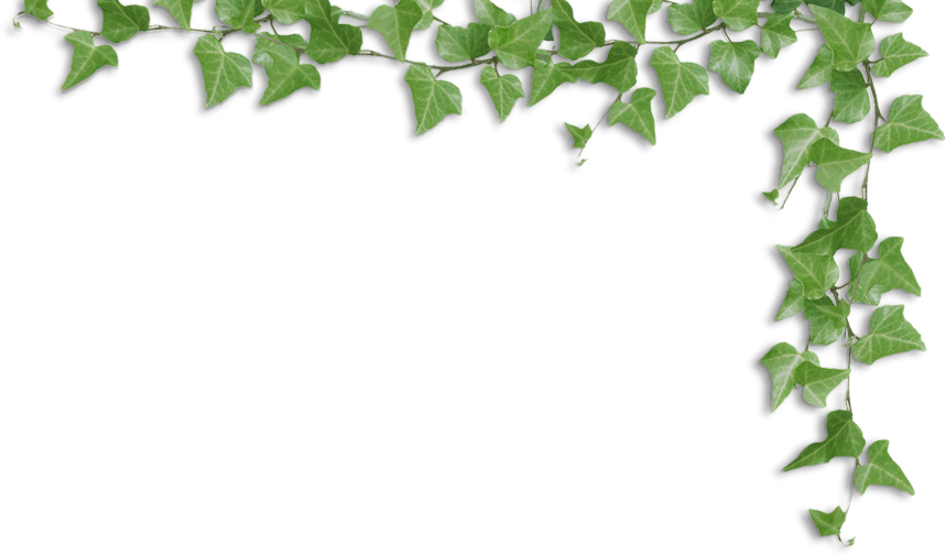 Ivy Frame Transparent Background