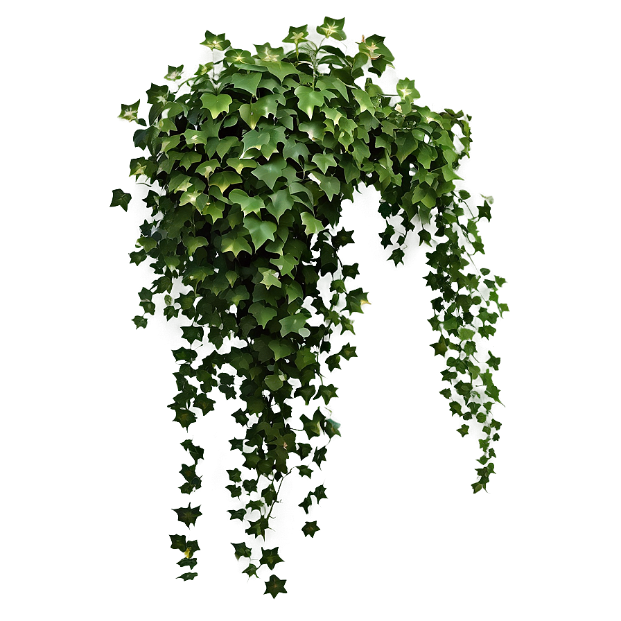 Ivy Hanging Plant Png 05252024