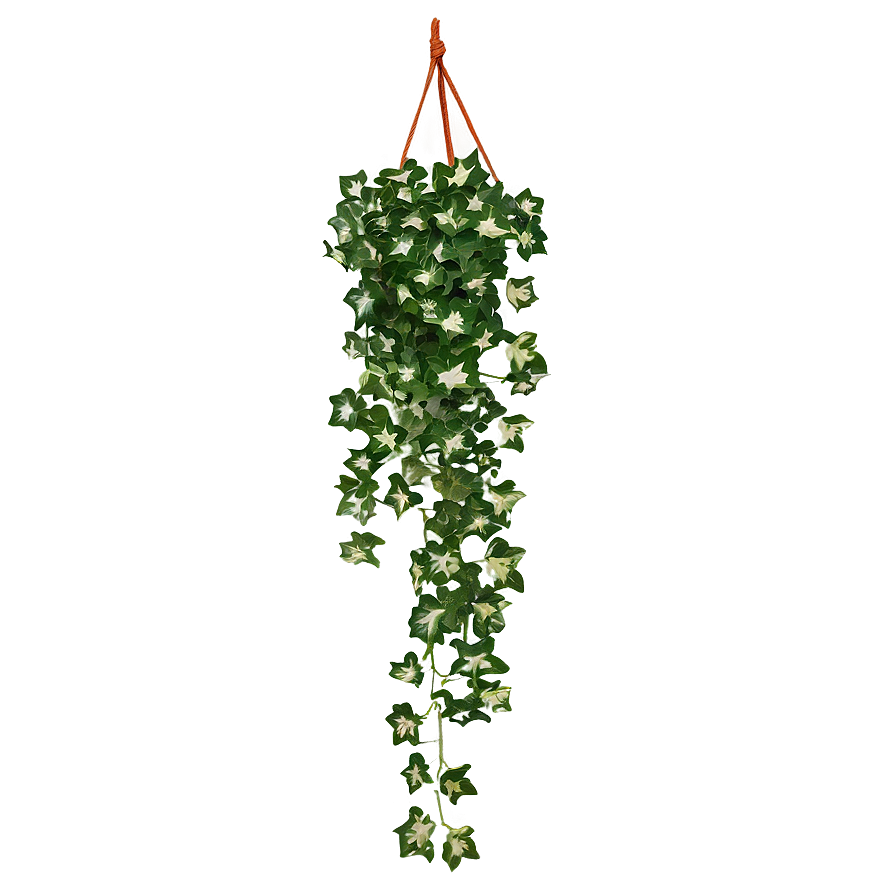 Ivy Hanging Plant Png 05252024