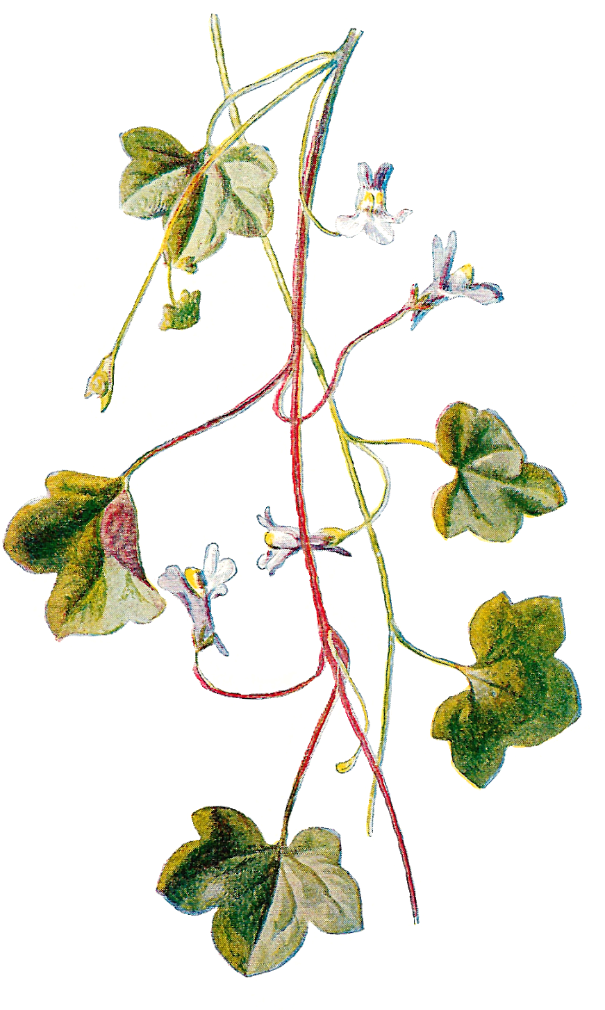 Ivy Plant Illustration