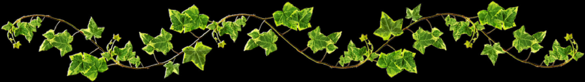 Ivy Vine Black Background