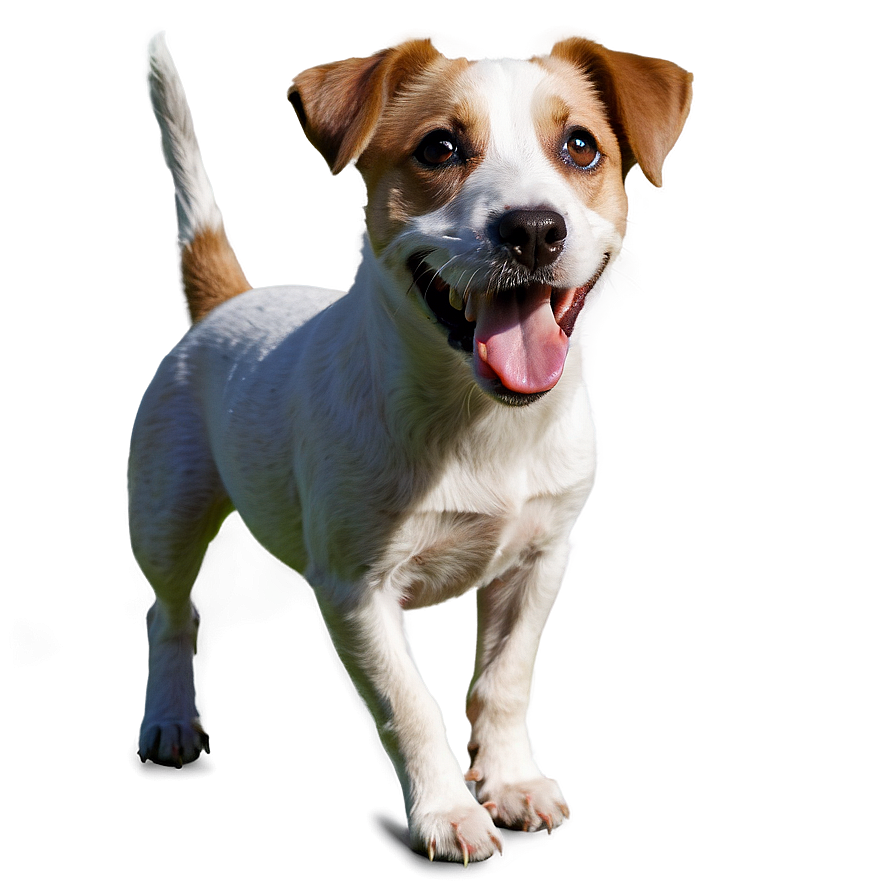 Jack Russell A