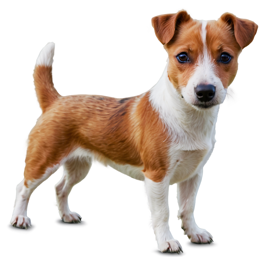 Jack Russell C