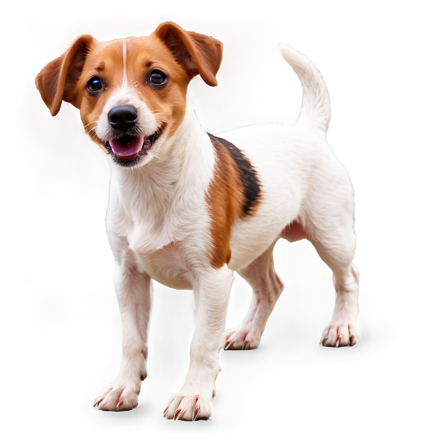 Jack Russell D