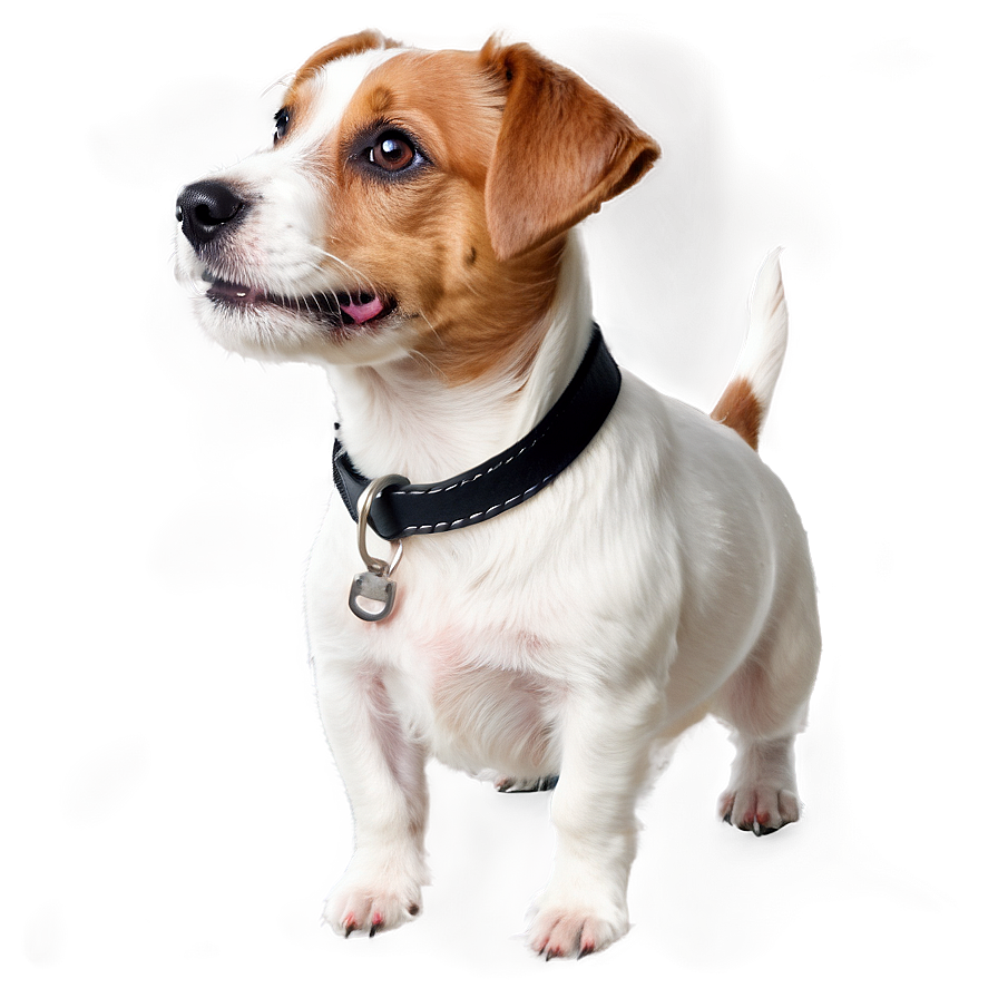 Jack Russell Terrier Closeup Png Ksa88